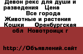 Девон рекс для души и разведения › Цена ­ 20 000 - Все города Животные и растения » Кошки   . Оренбургская обл.,Новотроицк г.